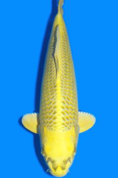 Karashi Matsuba Ogon