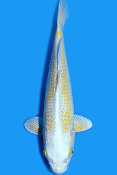 Karashi Ogon