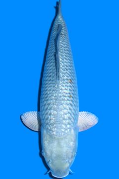 Ginrin Hikari Karashi Soragoi