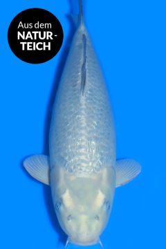 Hikari Ginrin Karashi Soragoi