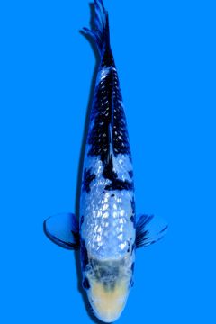 Karashi Ginrin Matsukawabake