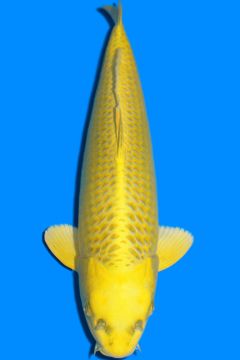 Karashi Matsuba Ogon