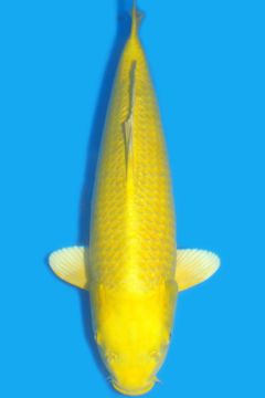 Karashi Yamabuki Ogon