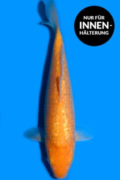 Ginrin Orenji Karashigoi