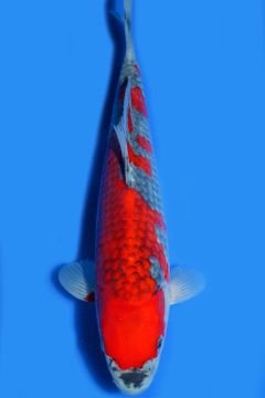 Goshiki