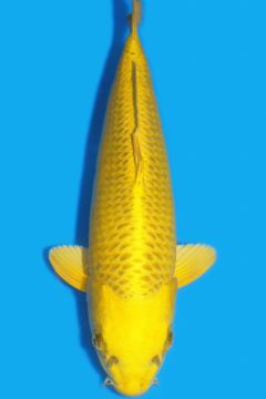 Karashi Matsuba Ogon