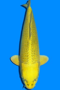 Karashi Matsuba Ogon