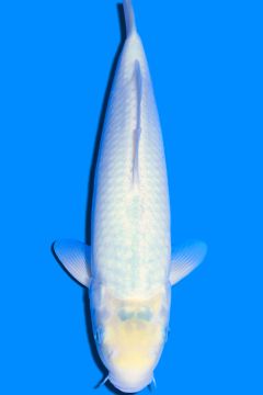 Karashi Matsukawabake