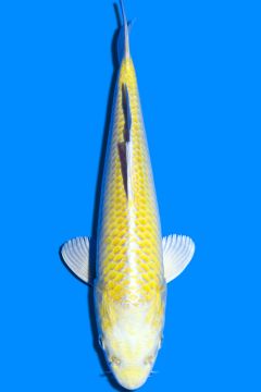 Karashi Yamabuki Ogon