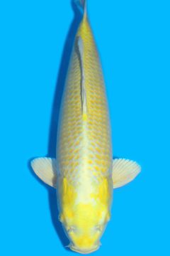 Karashi Yamabuki Ogon