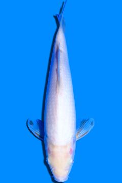 Nanashigoi
