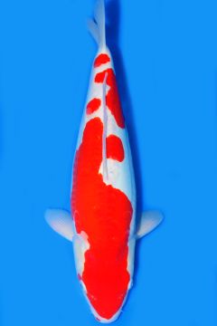 Karashi Doitsu Kohaku