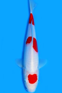 Karashi Kohaku