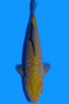 Aragoke Karashi Chagoi