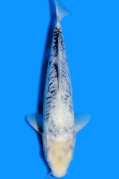 Aragoke Karashi Kumonryu