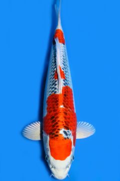Karashi Kujaku