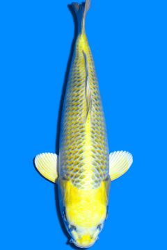 Karashi Matsuba Ogon