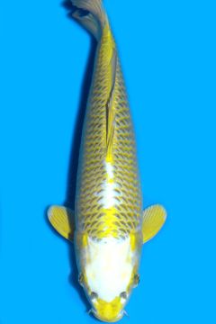 Karashi Matsuba Ogon