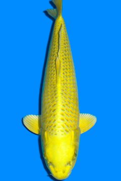 Karashi Matsuba Ogon