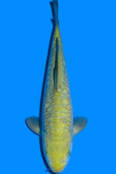 Aragoke Karashi Chagoi