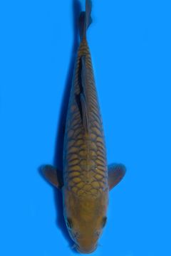 Aragoke Karashi Chagoi