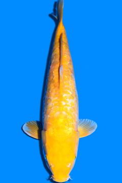 Aragoke Karashigoi