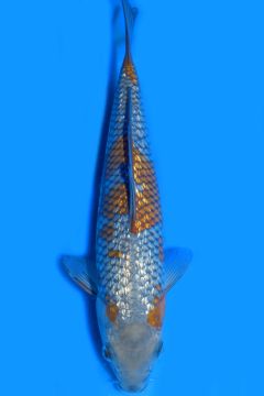 Ginrin Karashi Ochiba