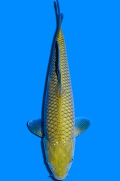 Karashi Chagoi