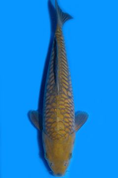 Aragoke Karashi Chagoi