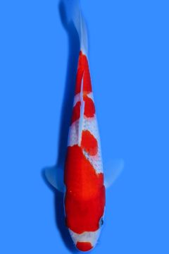 Goshiki