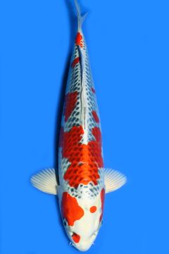 Karashi Kujaku