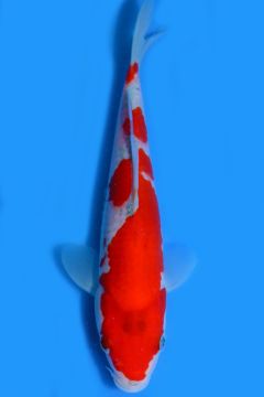 Goshiki