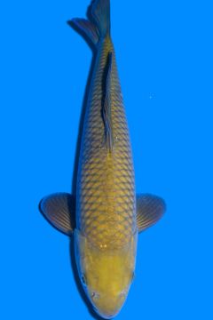 Karashi Chagoi