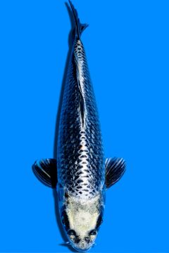 Karashi Ginrin Hikari Ochiba