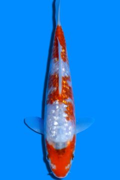 Aragoke Karashi Ginrin Koyo