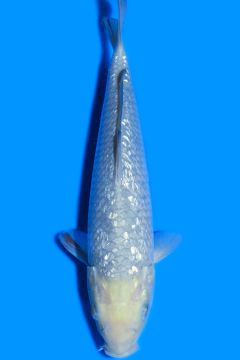 Ginrin Karashi Asagi Ochiba