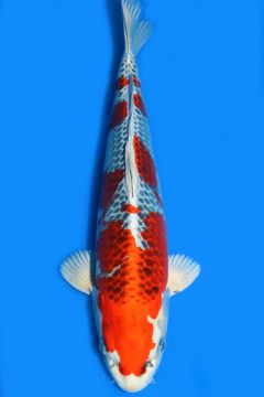 Karashi Kujaku