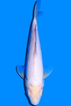 Nanashigoi