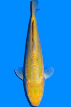 Doitsu Karashi Wasabigoi