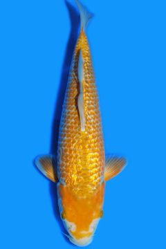 Ginrin Karashi Kawari Ochiba