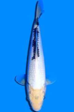 Karashi Matsukawabake