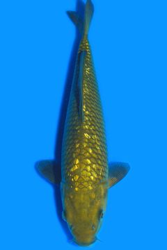 Ginrin Karashi Chagoi