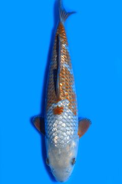 Ginrin Karashi Ochiba