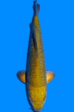 Doitsu Karashi Hikari Chagoi