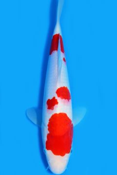 Karashi Kohaku
