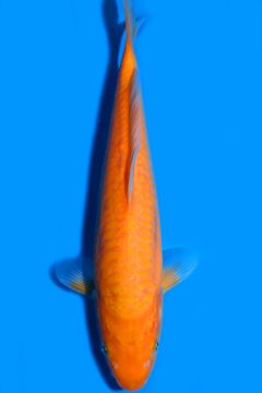 Doitsu Orenji Karashigoi