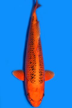 Karashi Kin Matsuba