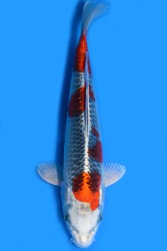 Karashi Kujaku