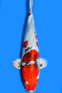 Karashi Kin Showa