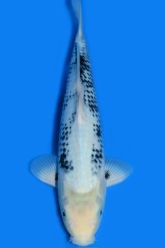 Karashi Matsukawabake